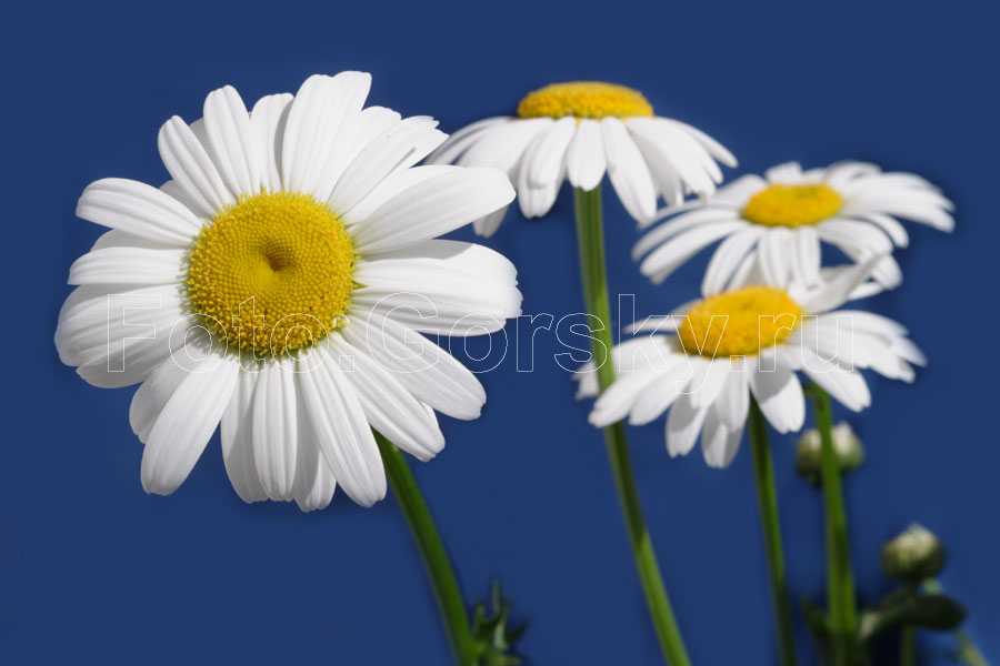  . Daisy flowers. Canon 10D, -61/